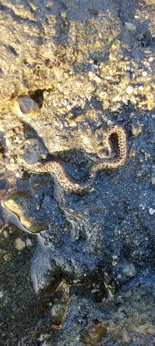 Gymnothorax pictus observed 2026-10-26