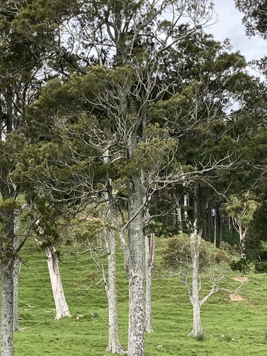 Dacrycarpus dacrydioides observed 2026-10-25