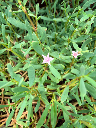 Sesuvium portulacastrum observed 2026-10-25