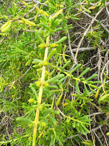 Batis maritima observed 2026-10-25