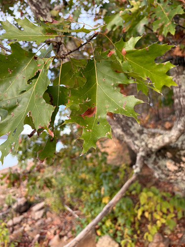 Quercus velutina, 2026-10-25