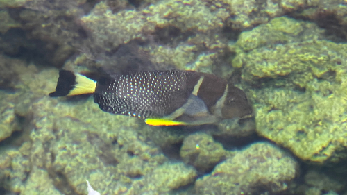 Acanthurus guttatus observed 2026-10-25