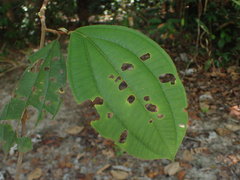 Bellucia mespiloides