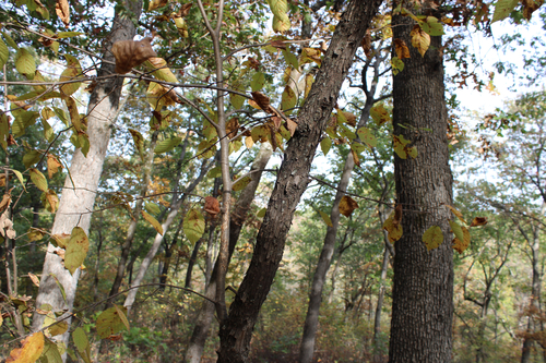 Ostrya virginiana, 2026-10-25