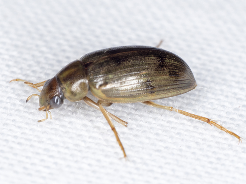 Berosus