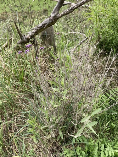 Verbena litoralis observed 2026-10-25