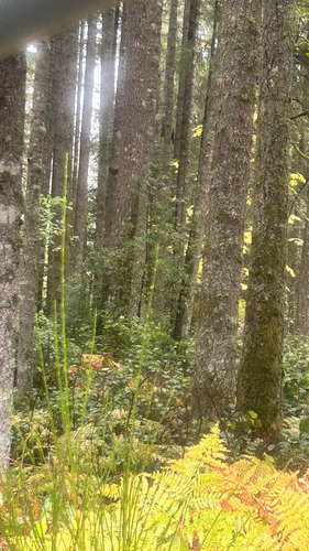 Castanopsis observed 2026-10-25