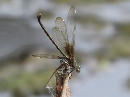 American Rubyspot