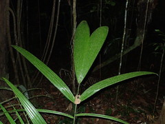 Bactris
