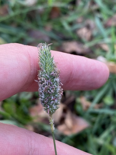 Phleum pratense observed 2026-10-25