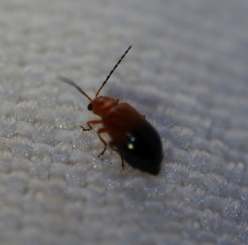 Monolepta observed 2026-10-25