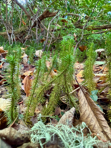 Huperzia lucidula observed 2026-10-25