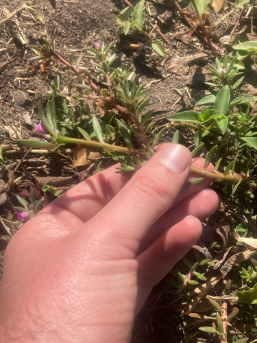 shaggy portulaca
