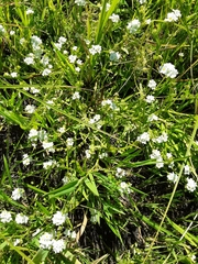 Plagiobothrys hirtus