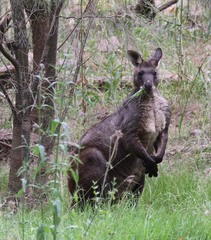 Osphranter robustus robustus