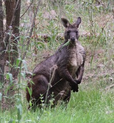 Osphranter robustus robustus