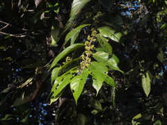 Casearia arborea