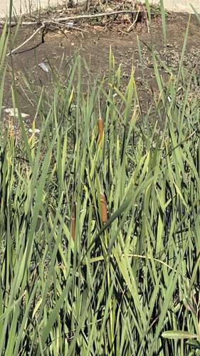 southern cattail