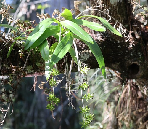 Polystachya concreta observed 2026-10-25