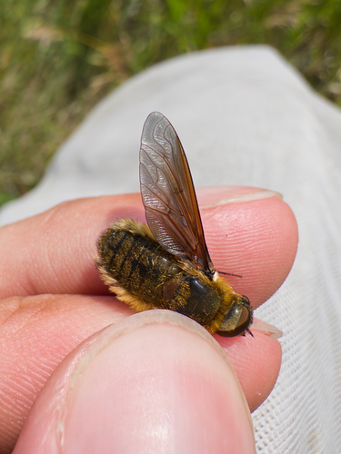 Poecilanthrax tegminipennis