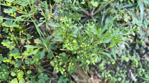 Lepidium virginicum observed 2026-10-22