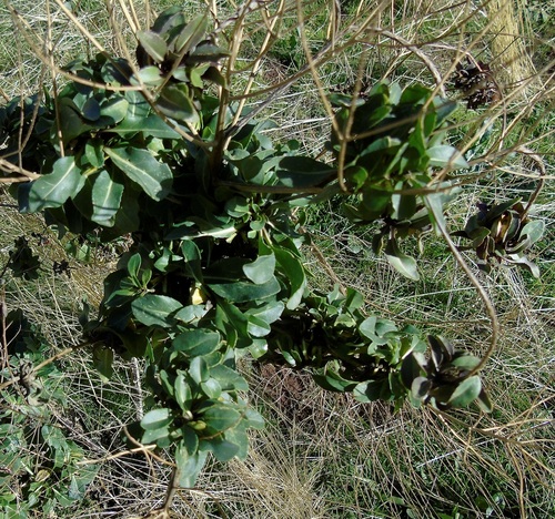 Isatis tinctoria observed 2026-10-25