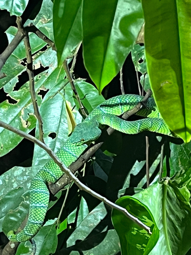 Tropidolaemus subannulatus observed 2026-10-16