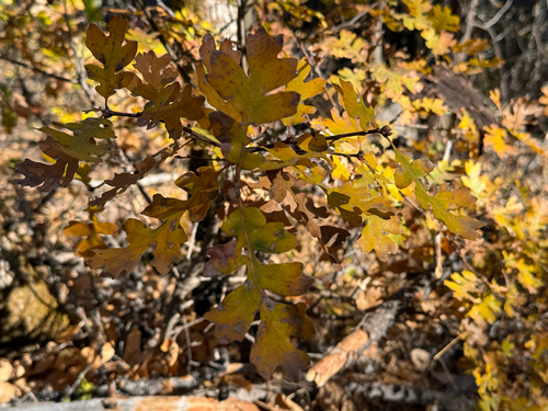 Quercus garryana observed 2026-10-25