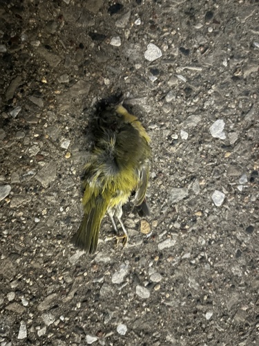 Nashville Warbler