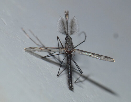 Anopheles crucians