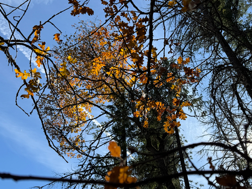 Quercus garryana observed 2026-10-25