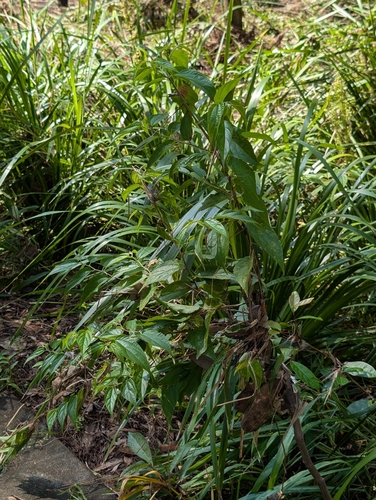 Trema tomentosum observed 2026-10-26