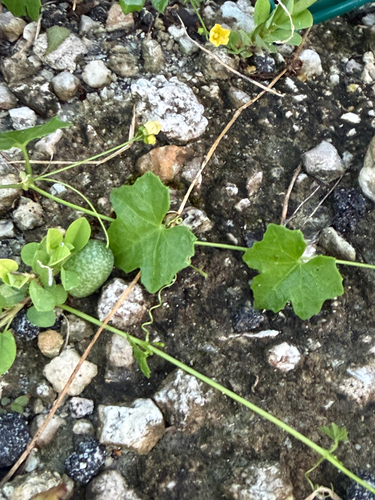 Melothria observed 2026-10-25