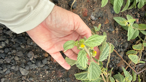 Waltheria indica observed 2026-10-25