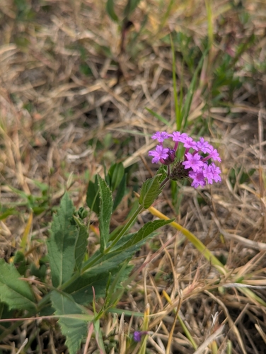 Verbena rigida observed 2026-10-25