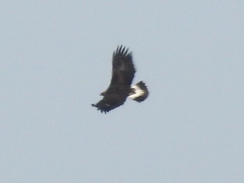Golden Eagle