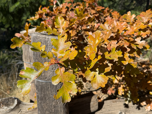 Quercus garryana observed 2026-10-25