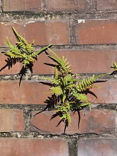 Pteris vittata observed 2026-10-25