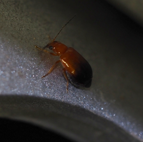 Monolepta observed 2026-10-25