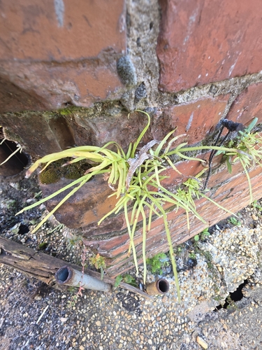 Pteris multifida observed 2026-10-25