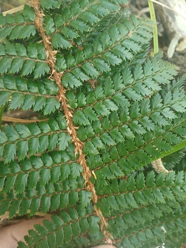 Polystichum vestitum observed 2026-10-26