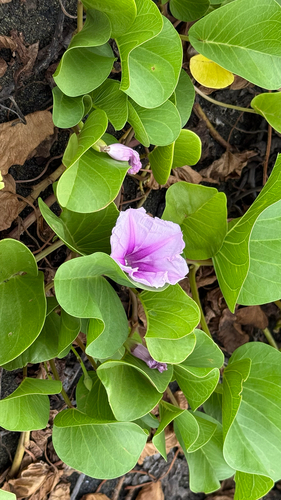 Ipomoea pes-caprae observed 2026-10-25