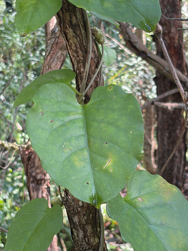 Anredera cordifolia observed 2026-10-26