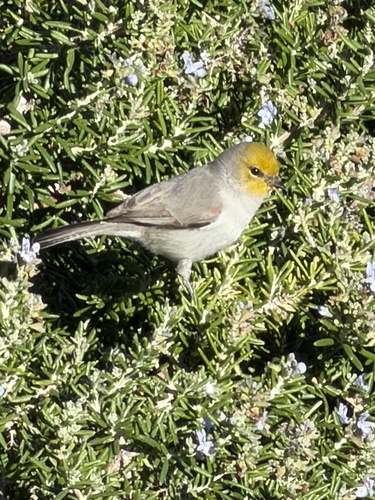 Verdin