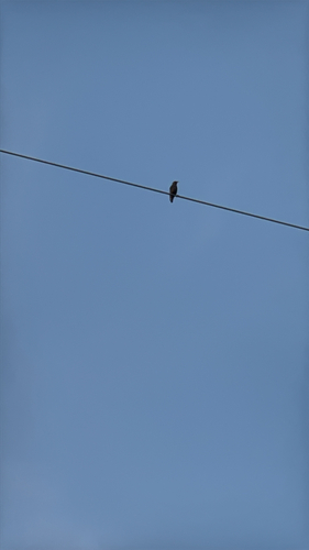 Brown-headed Cowbird