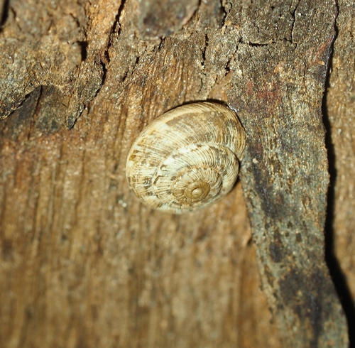 Cernuella virgata observed 2026-10-25