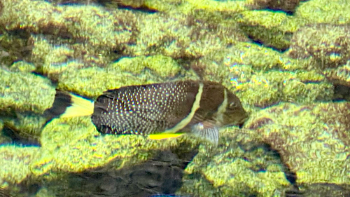 Acanthurus guttatus observed 2026-10-25