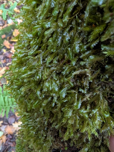Homalia trichomanoides observed 2026-10-25