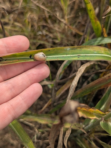 Bradybaena similaris observed 2026-10-25