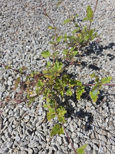 Boerhavia erecta observed 2026-10-25